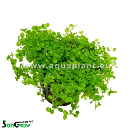 Micranthemum Monte Carlo - Perlenkraut im topf