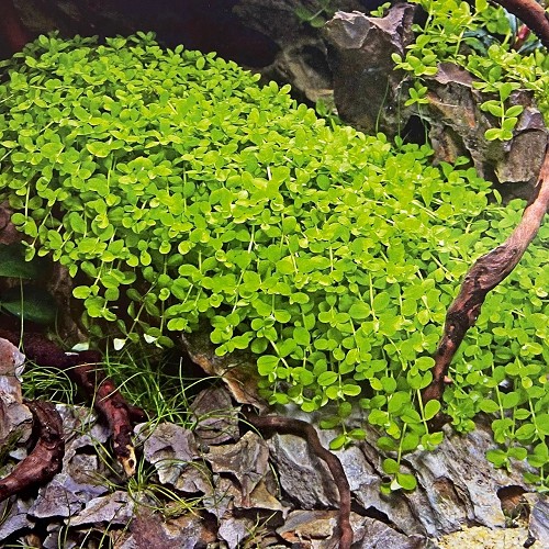 Micranthemum Monte Carlo vitro potje