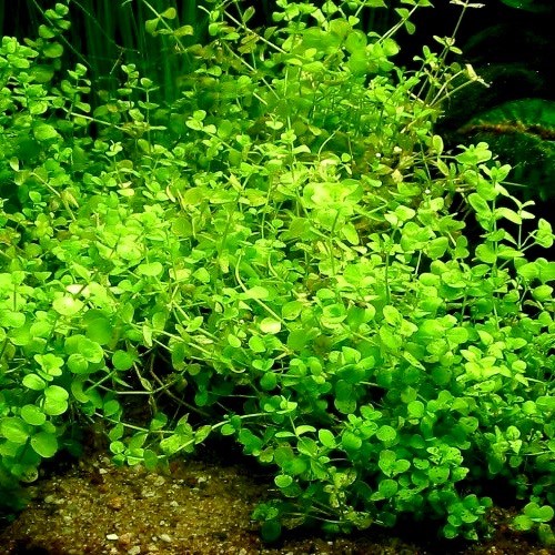 Micranthemum umbrosum im Topf