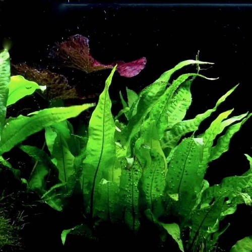 Microsorum pteropus -  Javafarn im topf