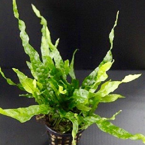 Microsorum mini - Mini Javafarn im topf