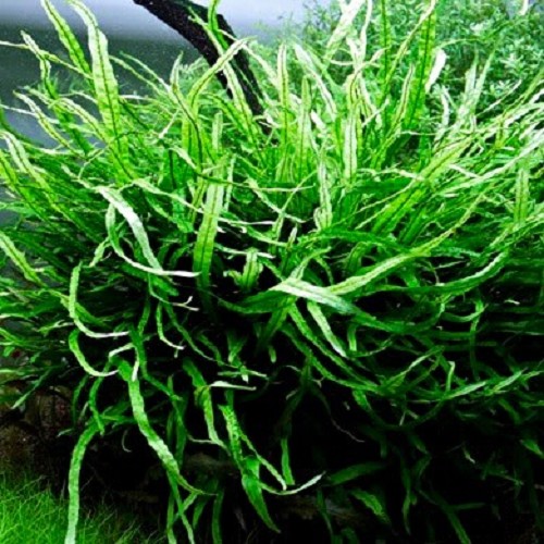 Microsorum mini - Mini Javafarn im topf