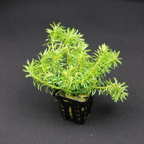 Rotala wallichii - Wallichs Rotala im topf