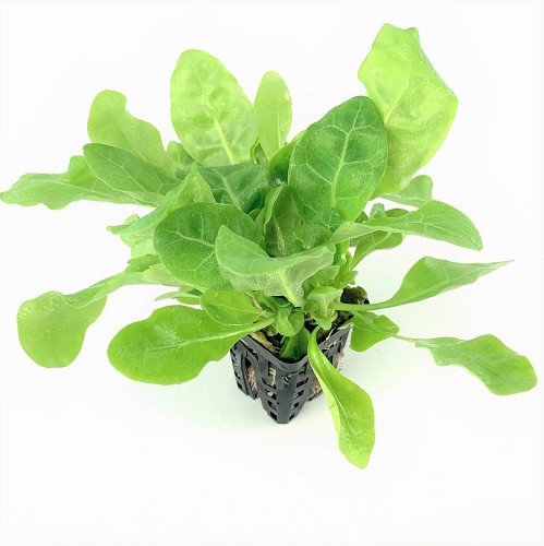 Samolus floribundus - Salzbunge im topf