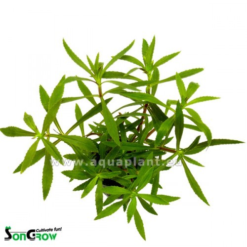 Limnophila hippuridoides - Tannenwedelähnlicher Sumpffreund im topf