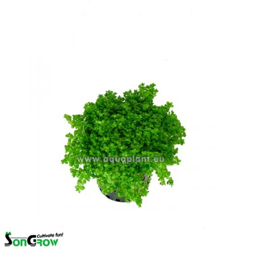 Hemianthus callitrichoides - Kuba Perlkraut im topf