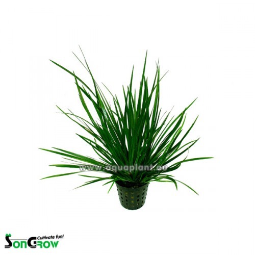 Acorus gramineus grün - Gestreifter Zwergkalmus grün im topf
