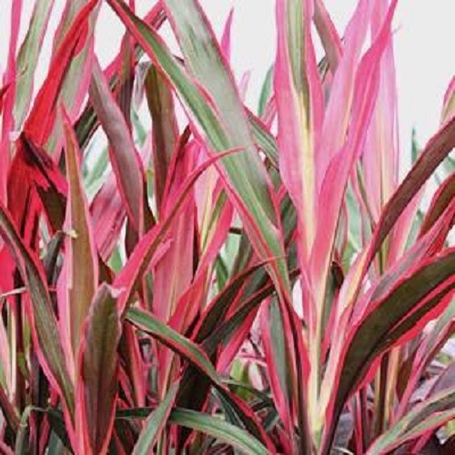 Cordyline red edge - Keulenlilie ‚Red Edge‘ im topf