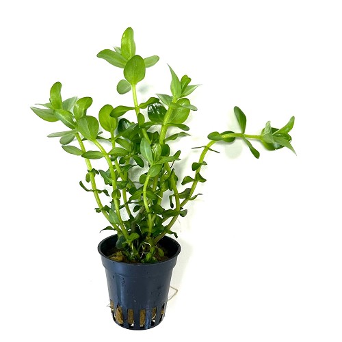 Bacopa caroliniana - Fettblatt, Großes im terra cotta topf