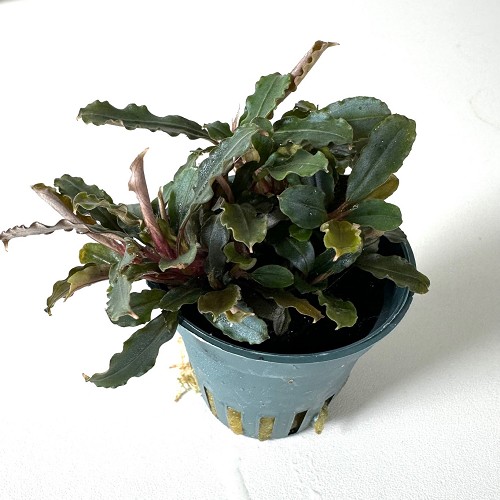 Bucephelandra blue green in pot