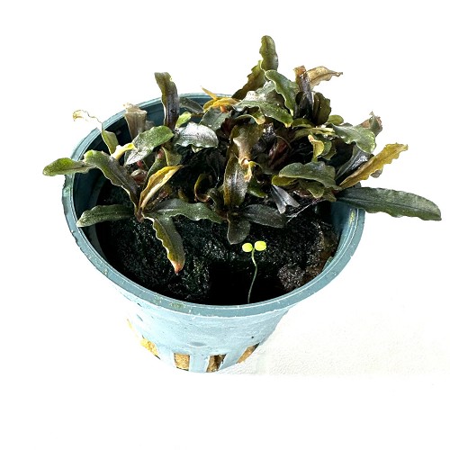 Bucephelandra mini red in pot