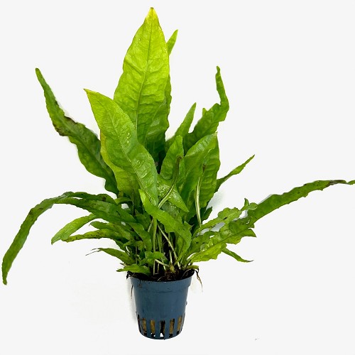 Microsorum pteropus -  Javafarn im topf