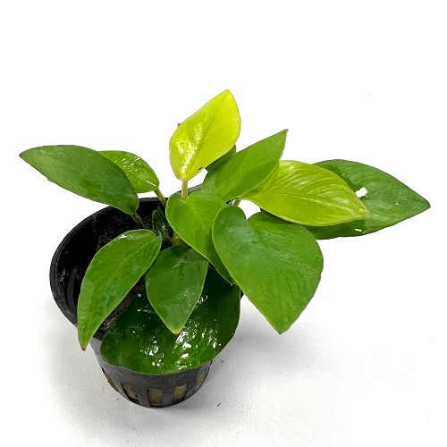 Anubias nana yellow heart - Zwergspeerblatt mehrtriebig im topf