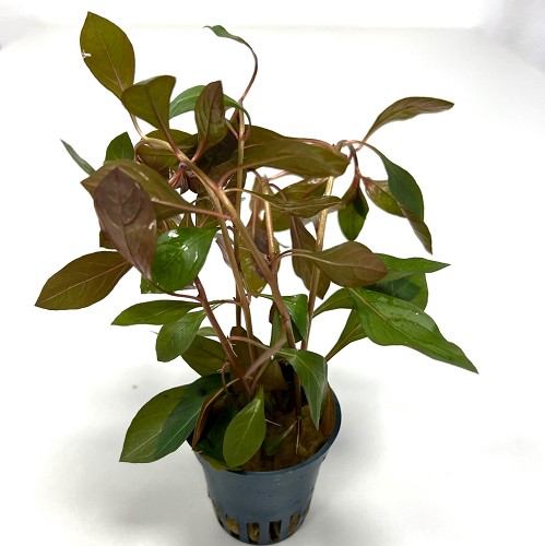 Ludwigia repens rubin im topf