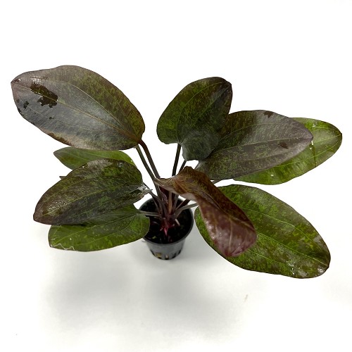 Echinodorus red flame im topf

