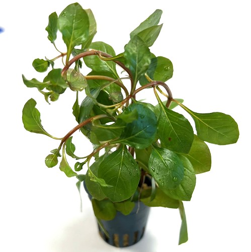 Ludwigia sp. mesacana im topf