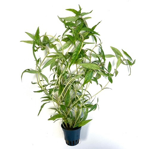 Hygrophila pantanl 'wavy - Behaarter Wasserfreund im topf