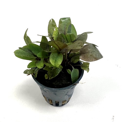 Cryptocoryne wendtii Tropica sp. Flamingo  im topf