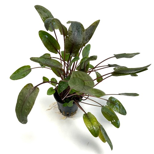 Cryptocoryne wendtii Tropica   im topf