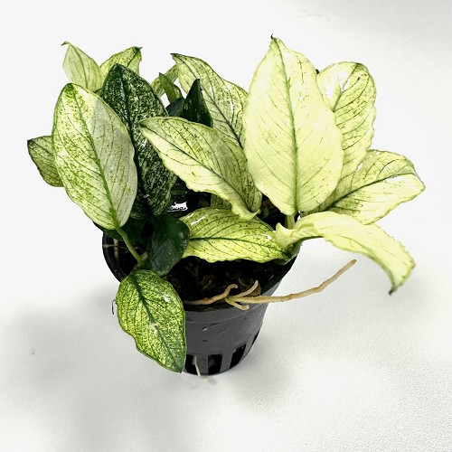 Anubias nana pinto - Zwergspeerblatt mehrtriebig im topf