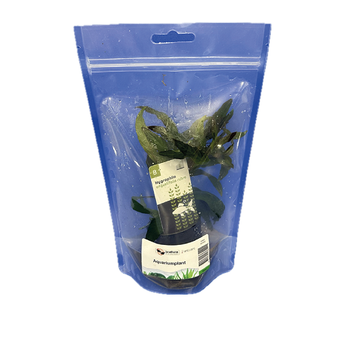 Hygrophila angustifolia Rot im standbodenbeutel