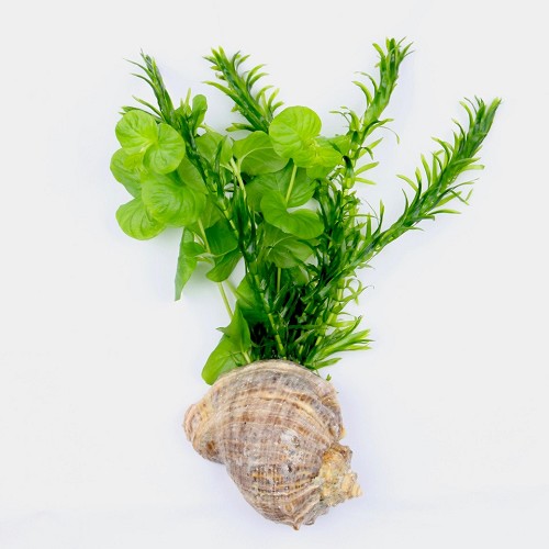 Bunde kaltes wasser mischung in einer schale