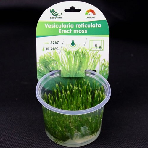 Erect moos in einen becher