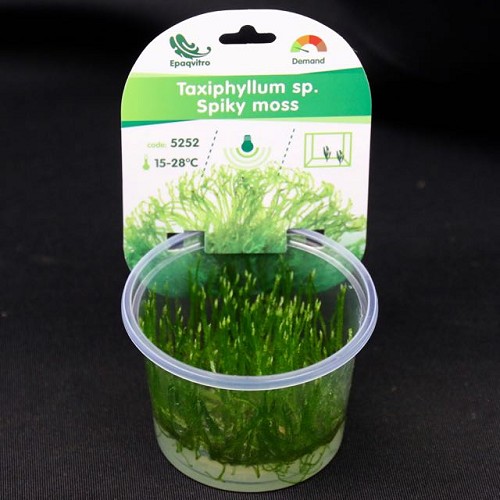 Spikey moss - Stachelmoos in einen becher