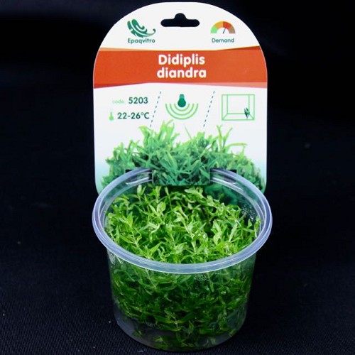 Amerikanische Wasserhecke in einen cup