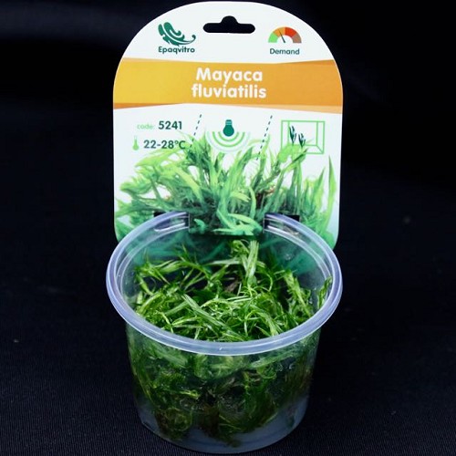 Brasilianisches Mooskraut in einen becher