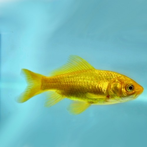 Carassius auratus - Goldfisch gelb 6-8 cm