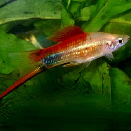 Xiphophorus helleri - Streifenschwertträger Pineapple mickey mouse