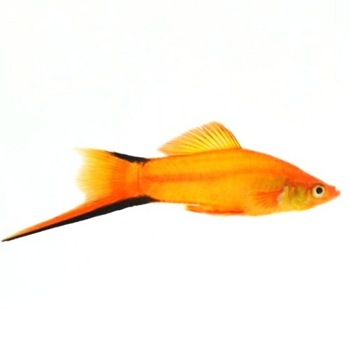 Xiphophorus helleri - Streifenschwertträger golden comet ML