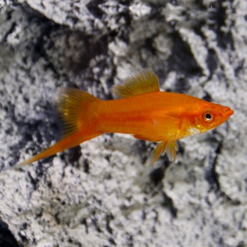 Xiphophorus helleri - Streifenschwertträger rot ML