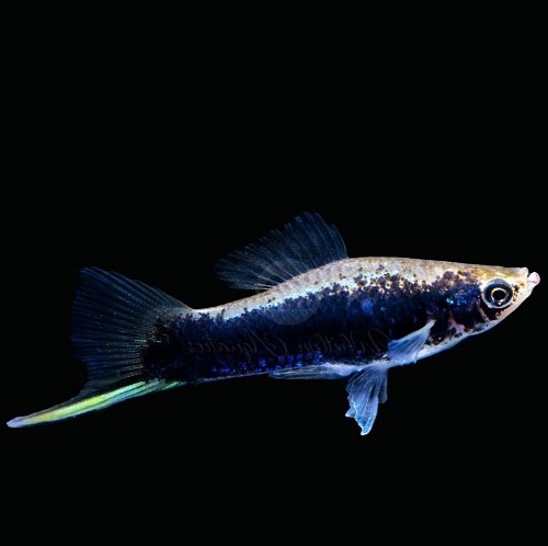 Xiphophorus helleri - Streifenschwertträger schwarz ML