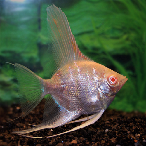 Pterophyllum scalare - Segelflosser albino