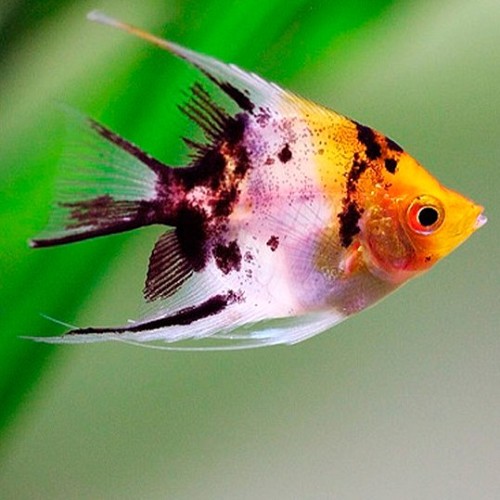 Pterophyllum scalare - Segelflosser red devil koi