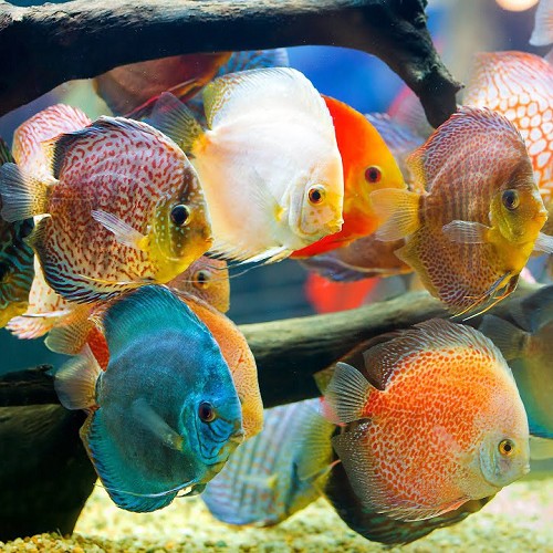 Symphysodon aequifasciatus - Diskus mischung 6-7 cm