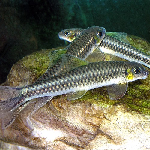 Paracrossochilus vittatus  - Schönflossige rüsselbarbe