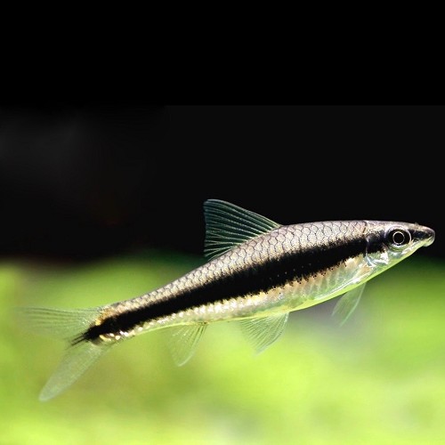 Crossocheilus siamensis - Siamesische Rüsselbarbe M