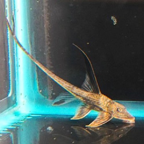 Lamontichthys llanero-Loricaria high fin