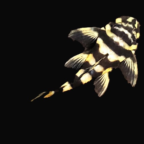 Dekeyseria pulchra L-168