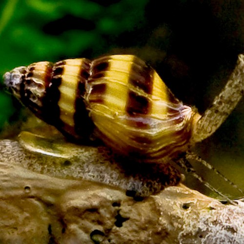Anentome helena - Raub turmdeckelschnecke (1.3-2.5 cm)