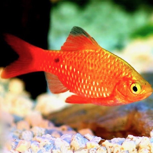 Barbus conchonius gold - Pragtbarbe gold L
