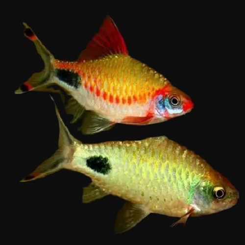 -Dawkinsia assimilis 3 cm.