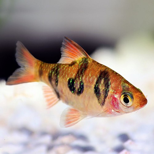 Barbus rhomboocellatus - Rhombenbarbe M