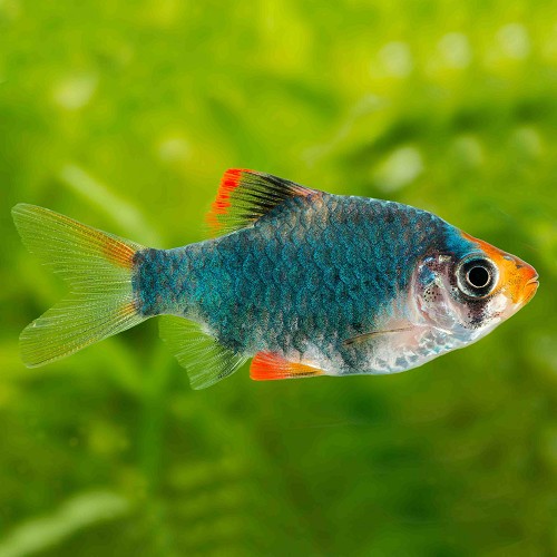Barbus tetrazona green - Sumatrabarbe grün L