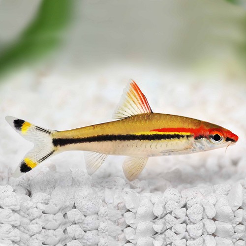 Barbus denisoni - Denisonsbarbe SM