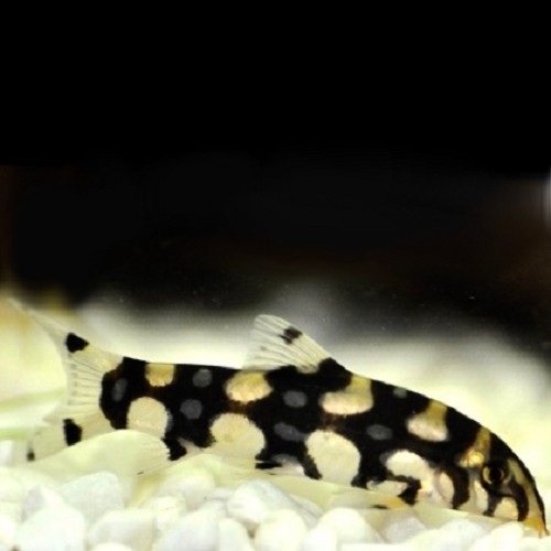 Botia kubotai - Sternchenschmerle 4-5 cm