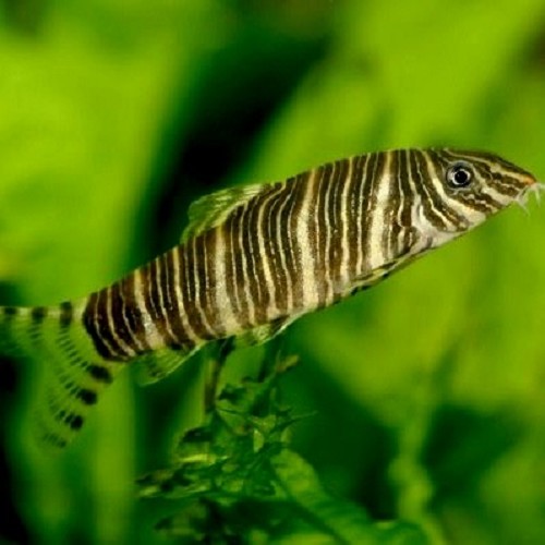 Botia striata - Zebraschmerle L